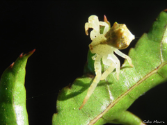 Epicadus trituberculatus
