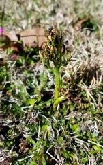 Sceptridium lunarioides