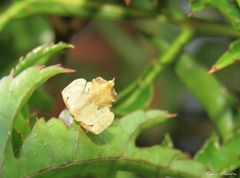 Epicadus trituberculatus