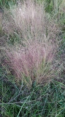 Agrostis montevidensis