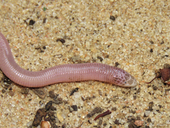 Amphisbaena vermicularis