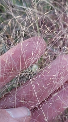 Agrostis montevidensis