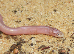Amphisbaena vermicularis