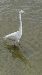 Ardea alba