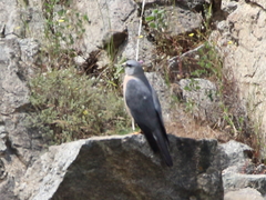 Accipiter brevipes