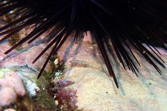 Apletodon wirtzi