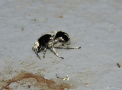 Traumatomutilla bifurca