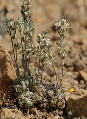 Draba breweri