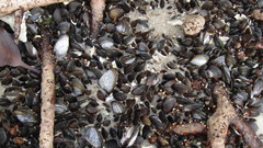 Brachidontes