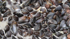 Brachidontes