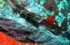 Cirrhitus atlanticus