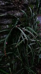 Lepismium cruciforme