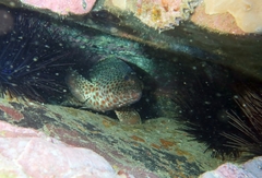 Epinephelus adscensionis