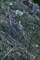 Campanula alaskana