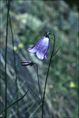 Campanula alaskana