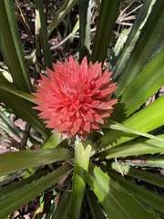 Ananas macrodontes