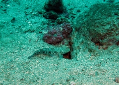 Gobius rubropunctatus
