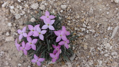 Houstonia rubra