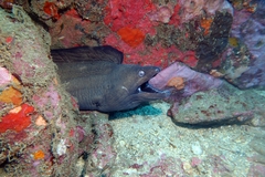 Gymnothorax vicinus