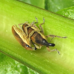 Lixus juncii