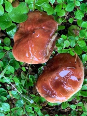 Suillus clintonianus