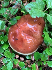 Suillus clintonianus