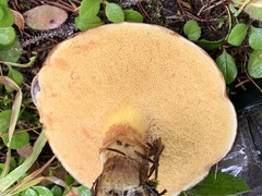 Suillus clintonianus