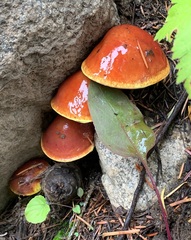 Suillus clintonianus