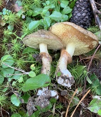 Suillus flavidus