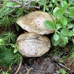 Suillus flavidus