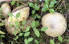 Suillus flavidus