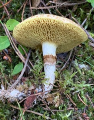 Suillus flavidus