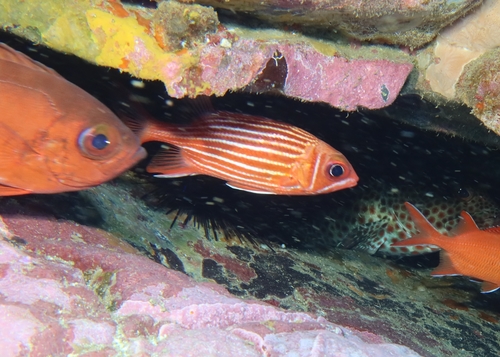 Red squirrelfish (Sargocentron hastatum) — Holocentridae — 2