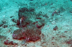 Serranus pulcher