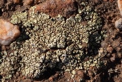 Acarospora schleicheri