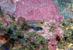Wheelerigobius wirtzi