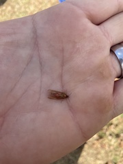 Mellilla xanthometata