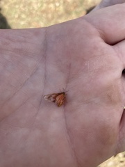 Mellilla xanthometata