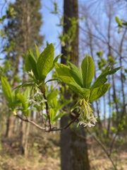 Oemleria cerasiformis