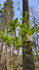 Oemleria cerasiformis