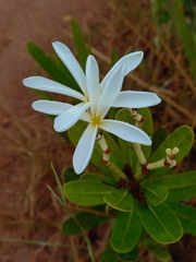 Himatanthus