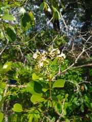 Cordia tetrandra