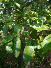 Cordia tetrandra