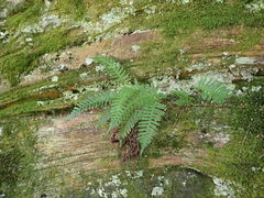Polypodium × incognitum