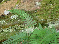 Polypodium × incognitum