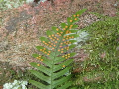 Polypodium × incognitum