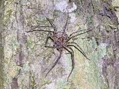Heteropoda procera