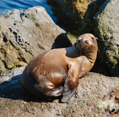 Zalophus californianus