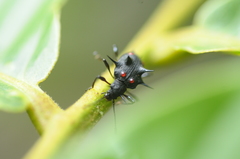 Cacodaemon spinicollis