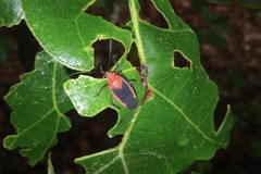 Oncerometopus nitens